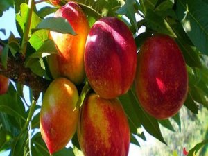 Şeftali sindirimi kolaylaştırıyor