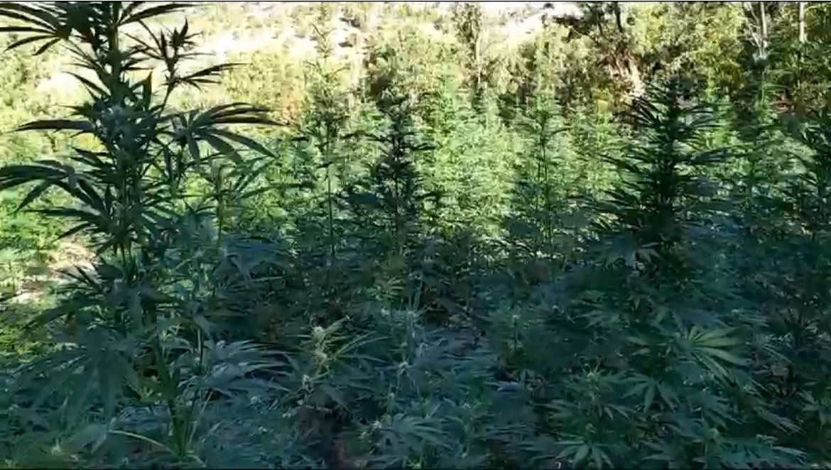 Bingöl’de uyuşturucu operasyonu