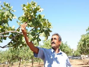 Antep fıstığı için ''hassas bakım" uyarısı