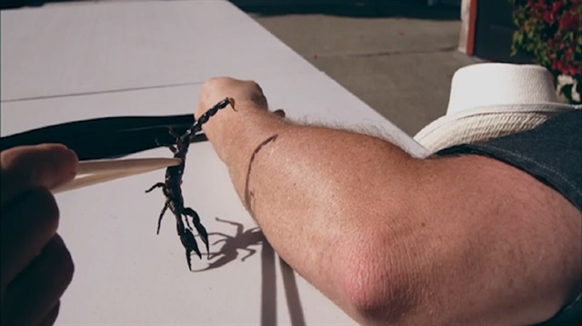 Yılan ve akrep sokmalarında hayati uyarılar