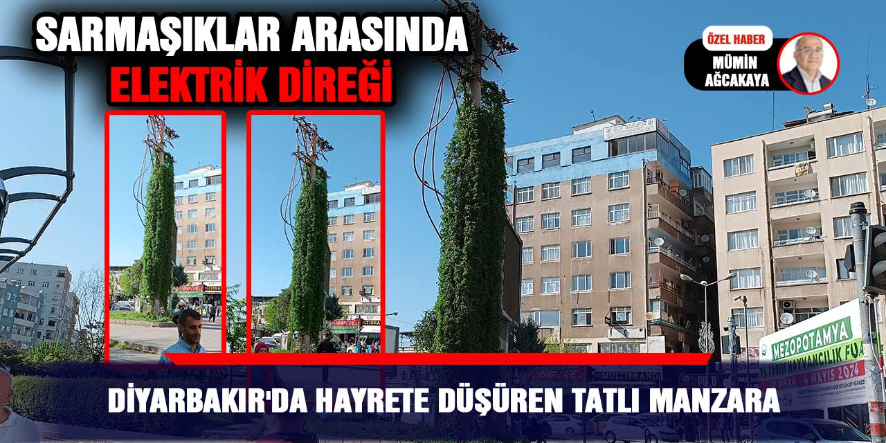 Diyarbakır'da hayrete düşüren tatlı manzara