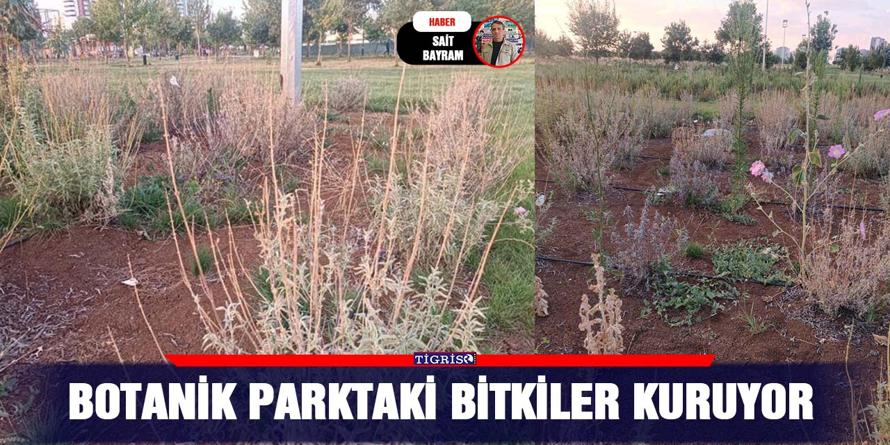 Botanik Parktaki bitkiler kuruyor