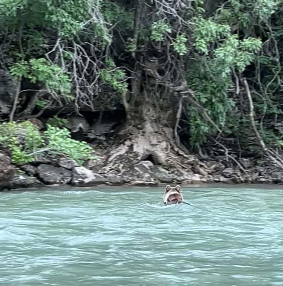 Munzur çayında Boz ayı keyfi!