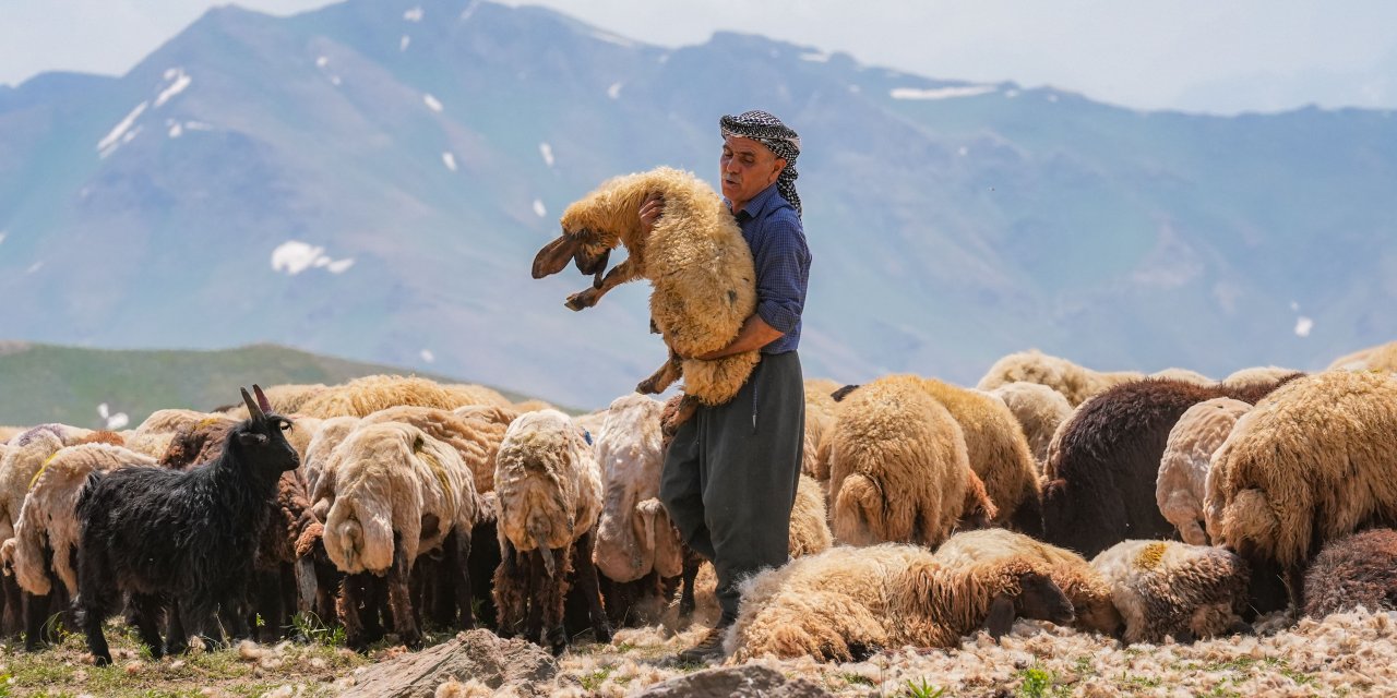 Faraşin Yaylası, 400 bin küçükbaş hayvana ev sahipliği yapıyor