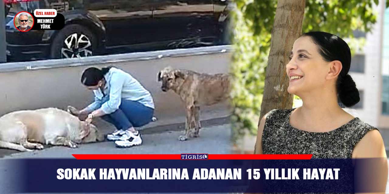 VİDEO - Sokak hayvanlarına adanan 15 yıllık hayat