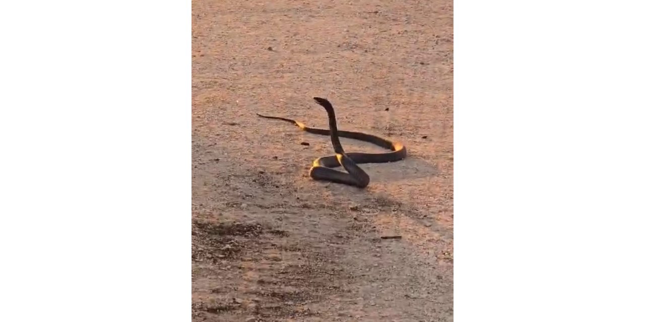 VİDEO - Diyarbakır’da 2 metre boyunda yılanlar görüldü