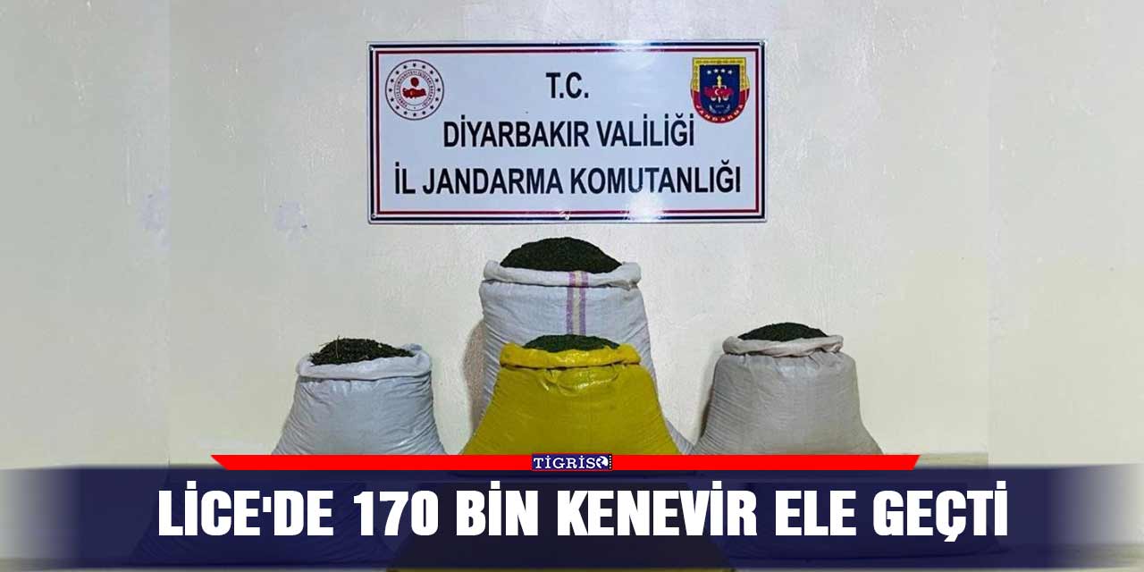 Lice'de 170 bin kenevir ele geçti