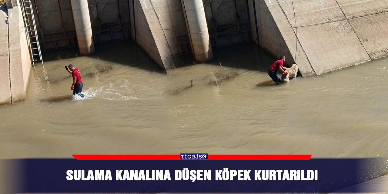 Sulama kanalına düşen köpek kurtarıldı