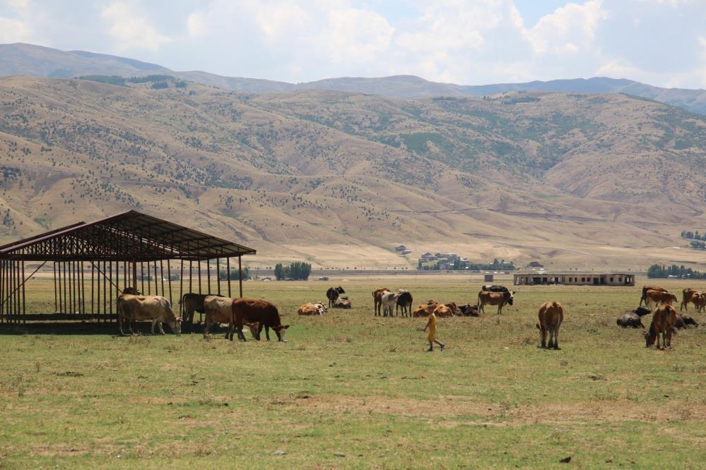 Şarbon hastalığı tespit edilen köy karantinaya alındı