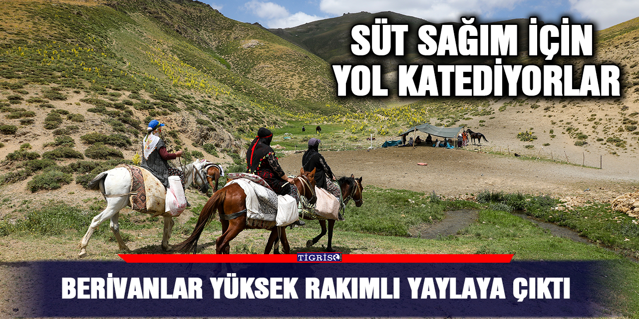 Berivanlar yüksek rakımlı yaylaya çıktı