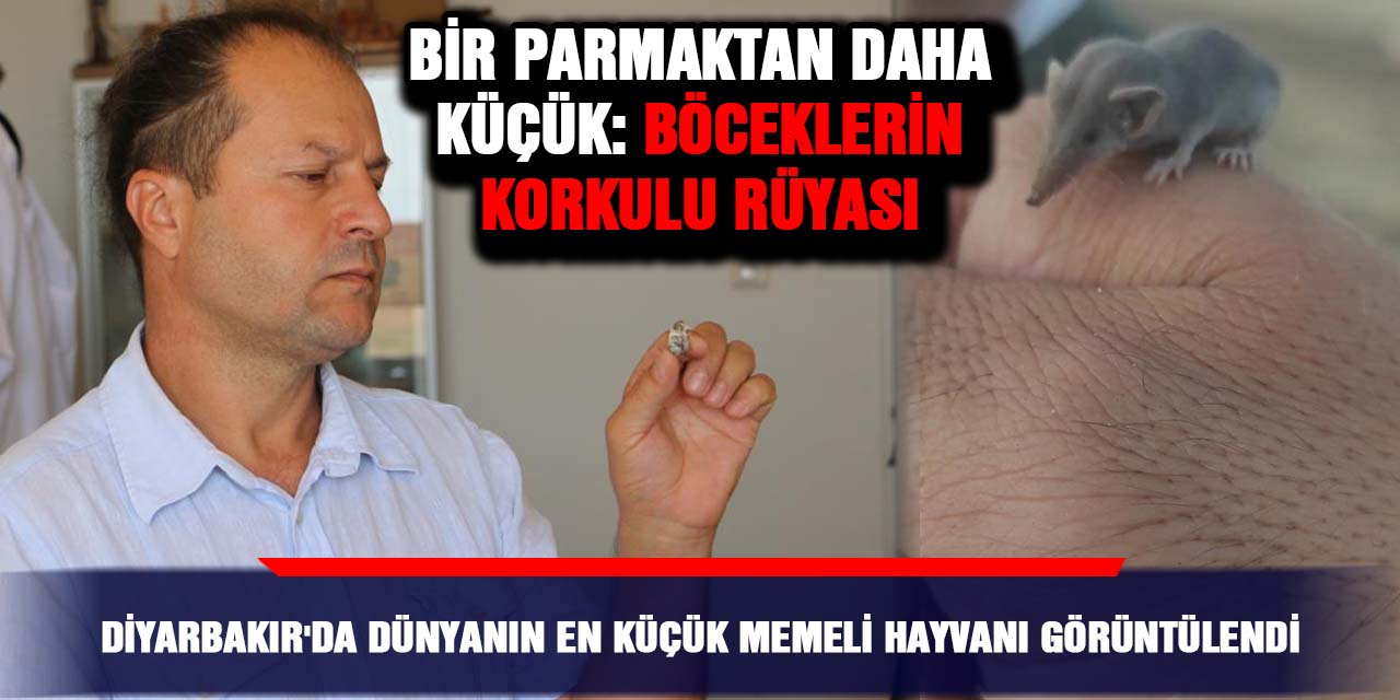 Diyarbakır'da dünyanın en küçük memeli hayvanı görüntülendi