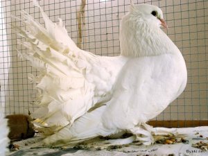 Gelin gibi süslenip görücüye çıkıyorlar