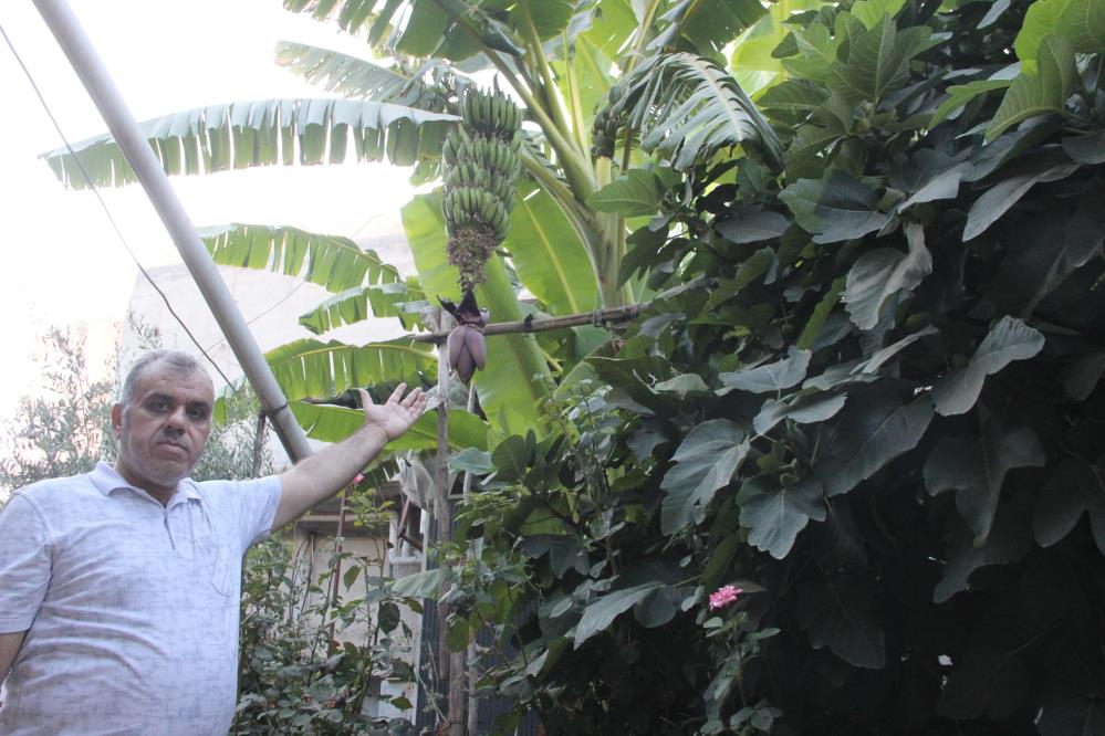Sıcaklık rekorlarının kırıldığı Cizre'de muz hasadı yapıldı