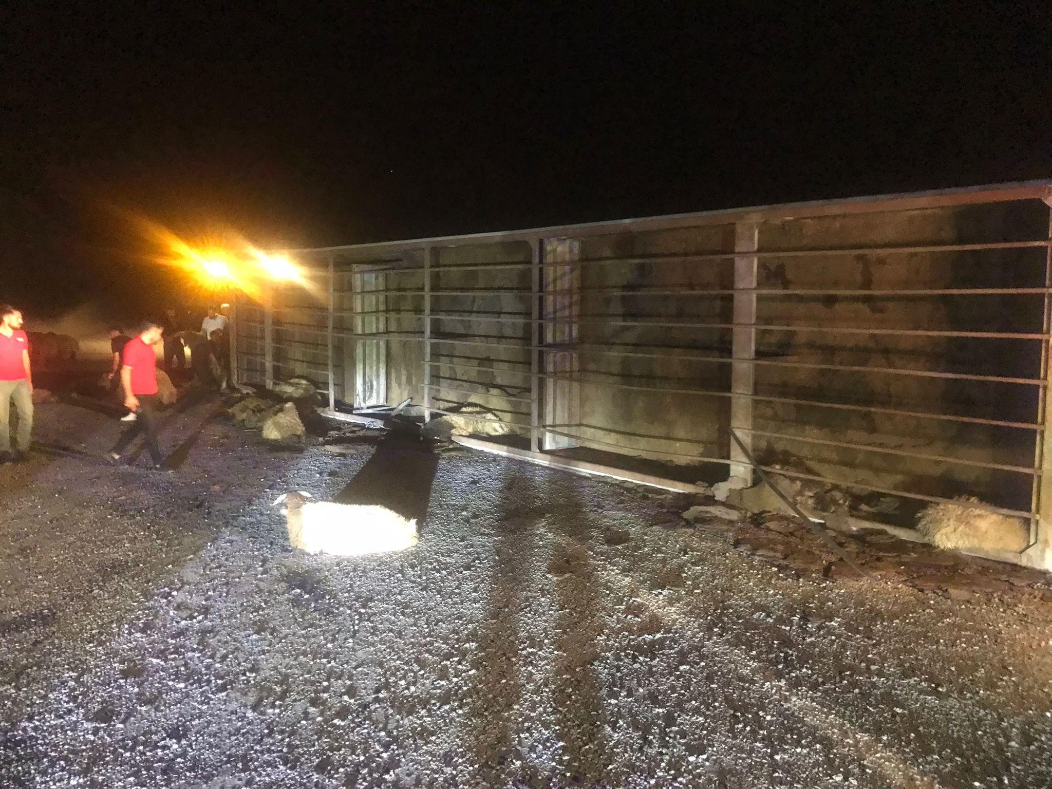 Tır devrildi: 63 koyun telef oldu