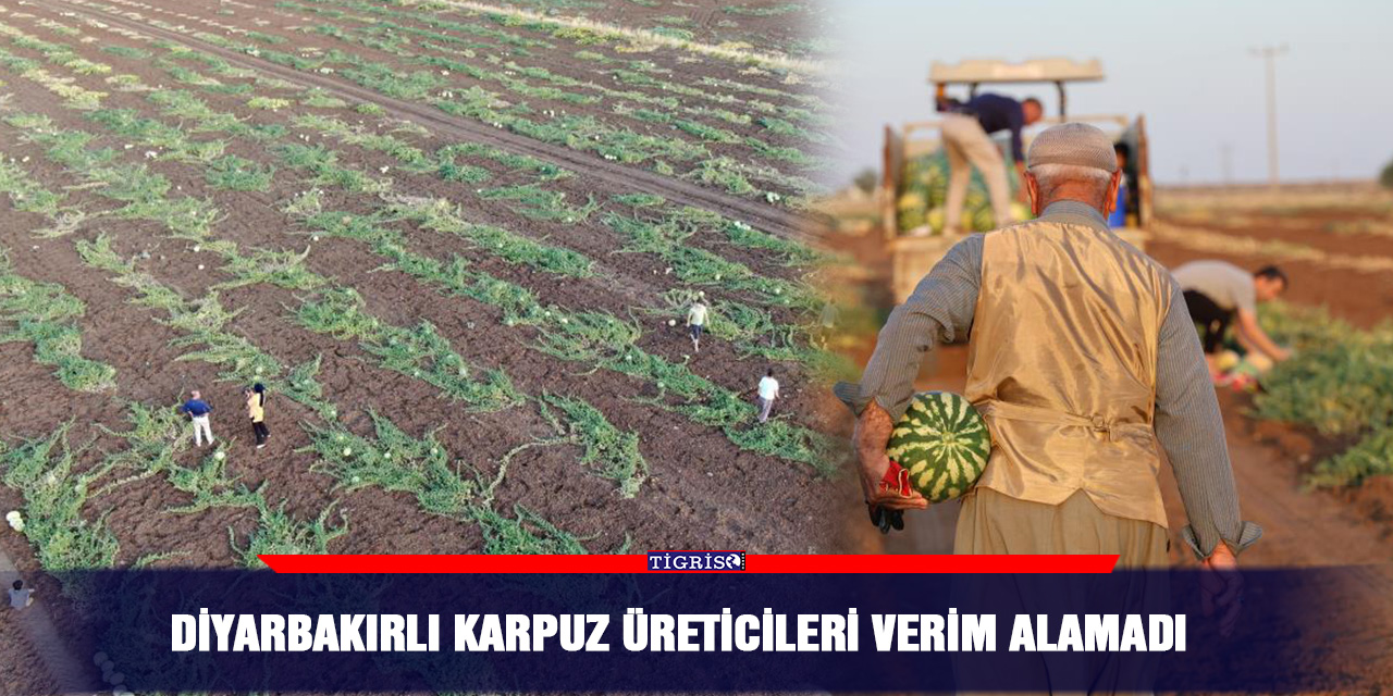 Diyarbakırlı karpuz üreticileri verim alamadı