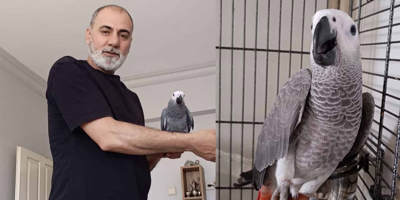 Diyarbakır'da Papağan ikinci kez kayboldu, Sahibi yardım çağrısında bulundu