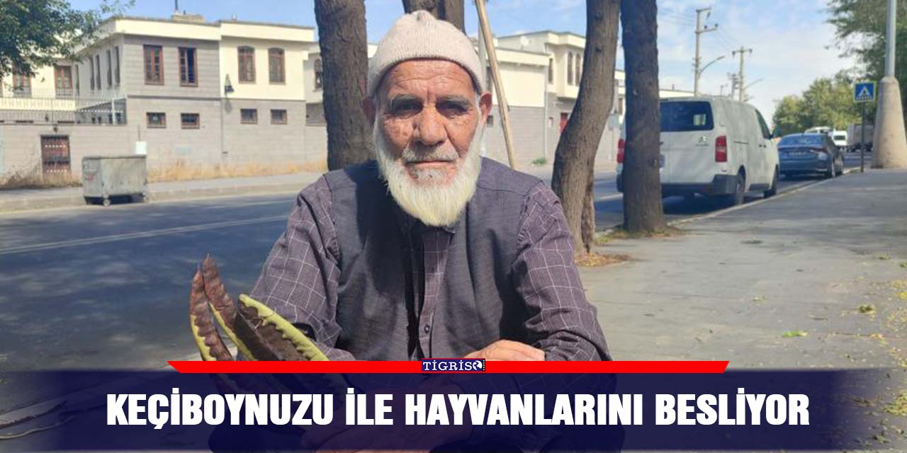 VİDEO - Keçiboynuzu ile hayvanlarını besliyor