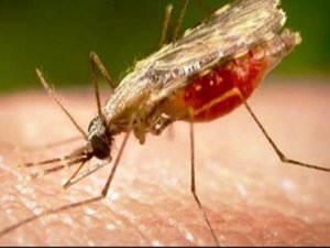 Güneydoğu Asya'da "İlaca karşı dirençli sıtma paraziti" yayılıyor