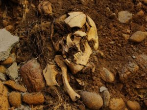 Temel kazısında insan kemiklerine rastlandı