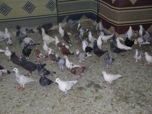 Güvercin sevdalıları pazarda buluştu