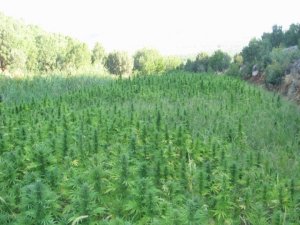 Diyarbakır'da 210 bin kök kenevir ele geçirildi