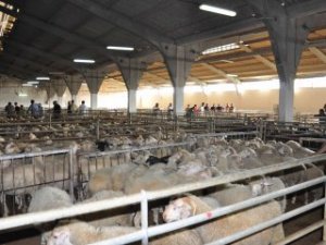 Canlı hayvan borsası kuruluyor