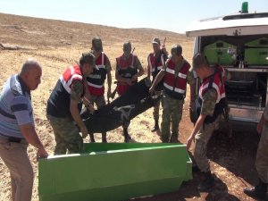 Urfa'da Suriyeli bir kadın öldürüldü