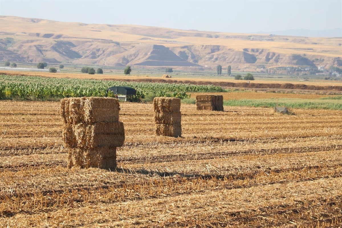 Anız yakanlara rekor ceza