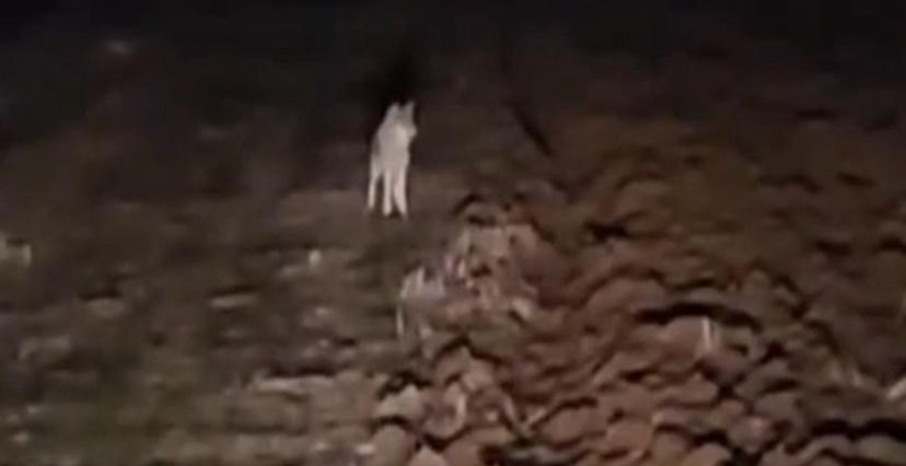 VİDEO - Diyarbakırlı çiftçi tarlada kurtlarla göz göze geldi, o anları kaydetti