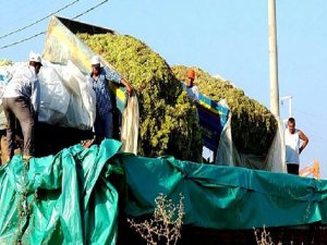 Şaraplık üzüm kuyruğu