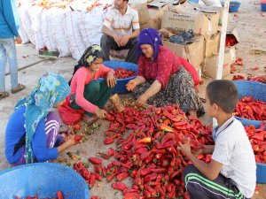 Şanlıurfa’da biber hasadı ile isot yapımına başlandı