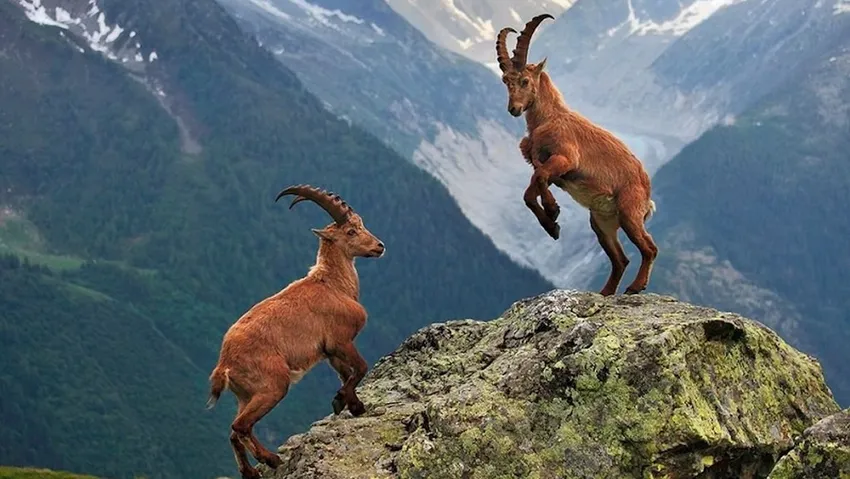 Dağ keçilerini avlayıp, sucuk yaptılar