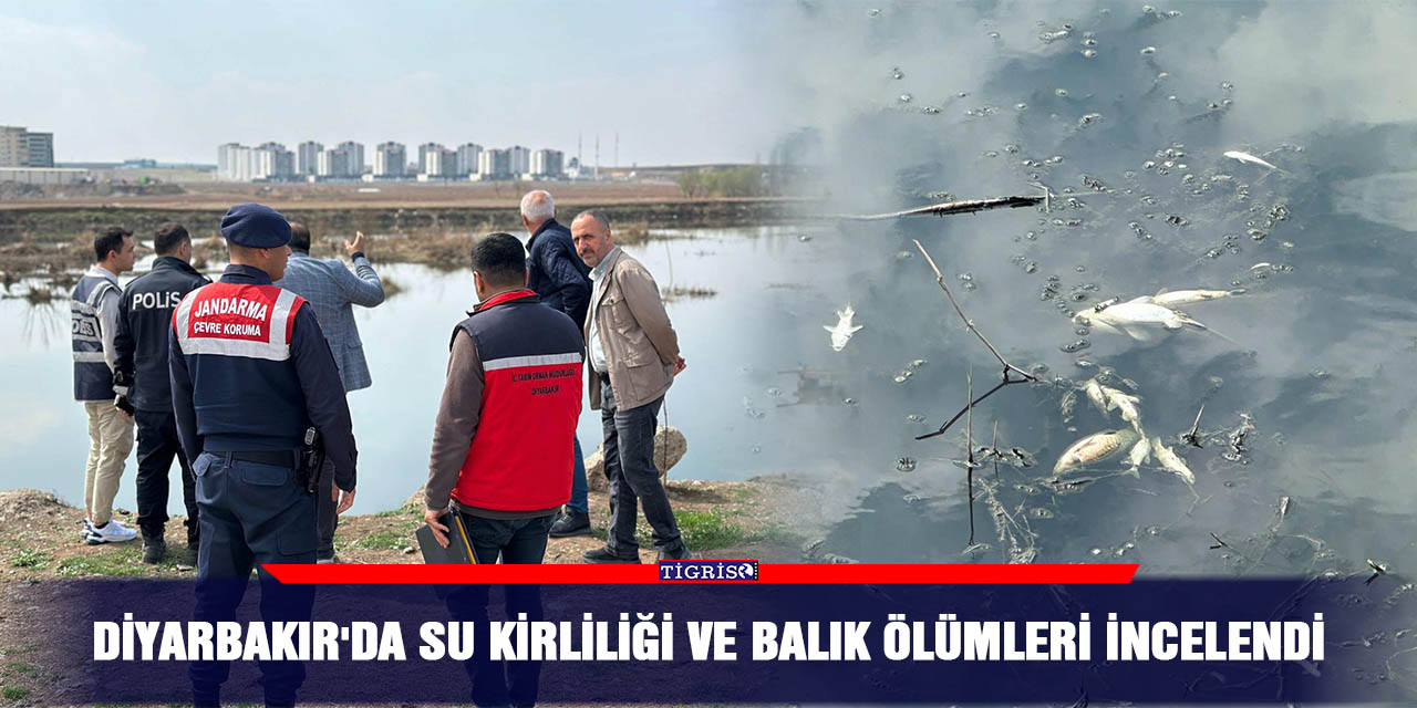 Diyarbakır'da su kirliliği ve balık ölümleri incelendi