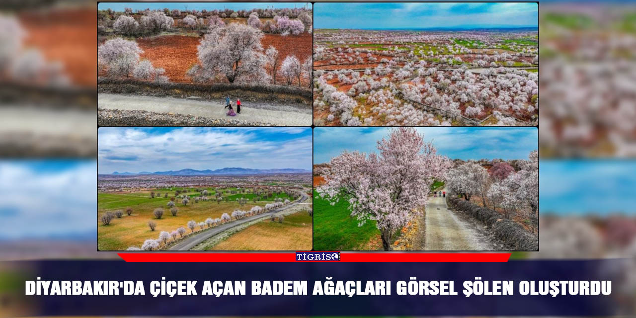 Diyarbakır'da çiçek açan badem ağaçları görsel şölen oluşturdu