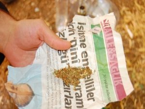 Bonzai için gittiler, esrar buldular