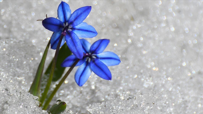 "Baharın müjdecisi" kardelen ve çiğdemler doğayı süsledi