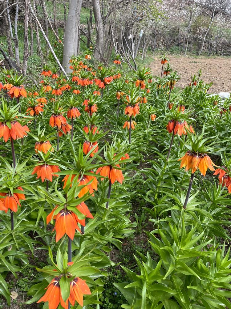20 günlük ömrü var, zarar vermenin cezası 244 bin lira