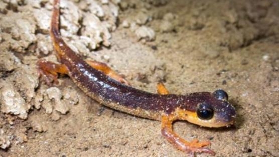 Tescilli 154 mağarada, 30 memeli türü ve endemik canlılar keşfedildi