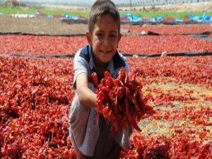 En sevdikleri kırmızı: isot kırmızısı