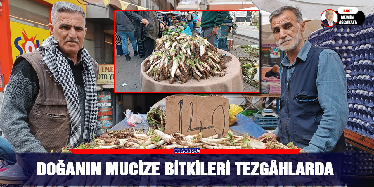 VİDEO - Doğanın mucize bitkileri tezgâhlarda