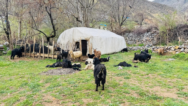 Sokak köpekleri 18 Keçiyi telef etti