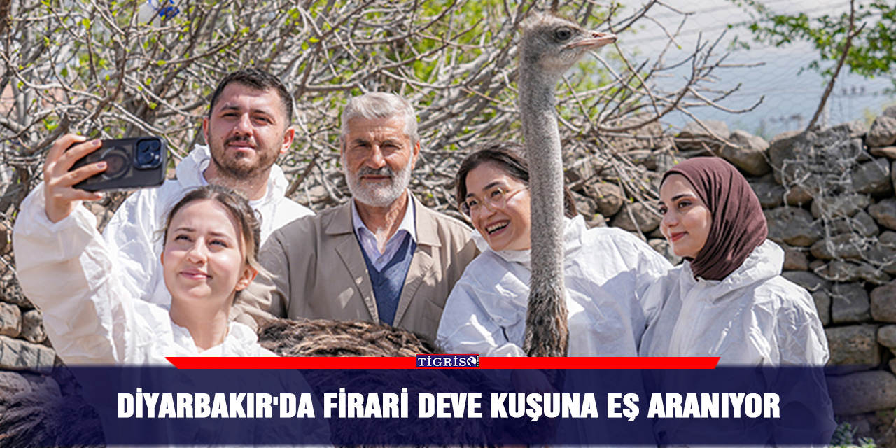 Diyarbakır'da firari deve kuşuna eş aranıyor
