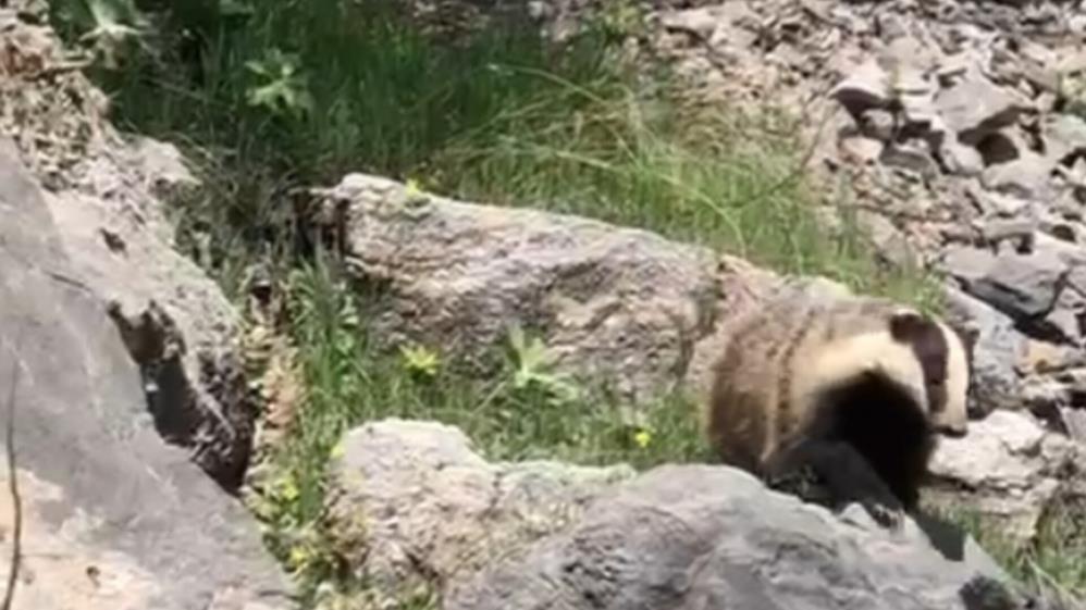 Batman'da 'porsuk' görüntülendi