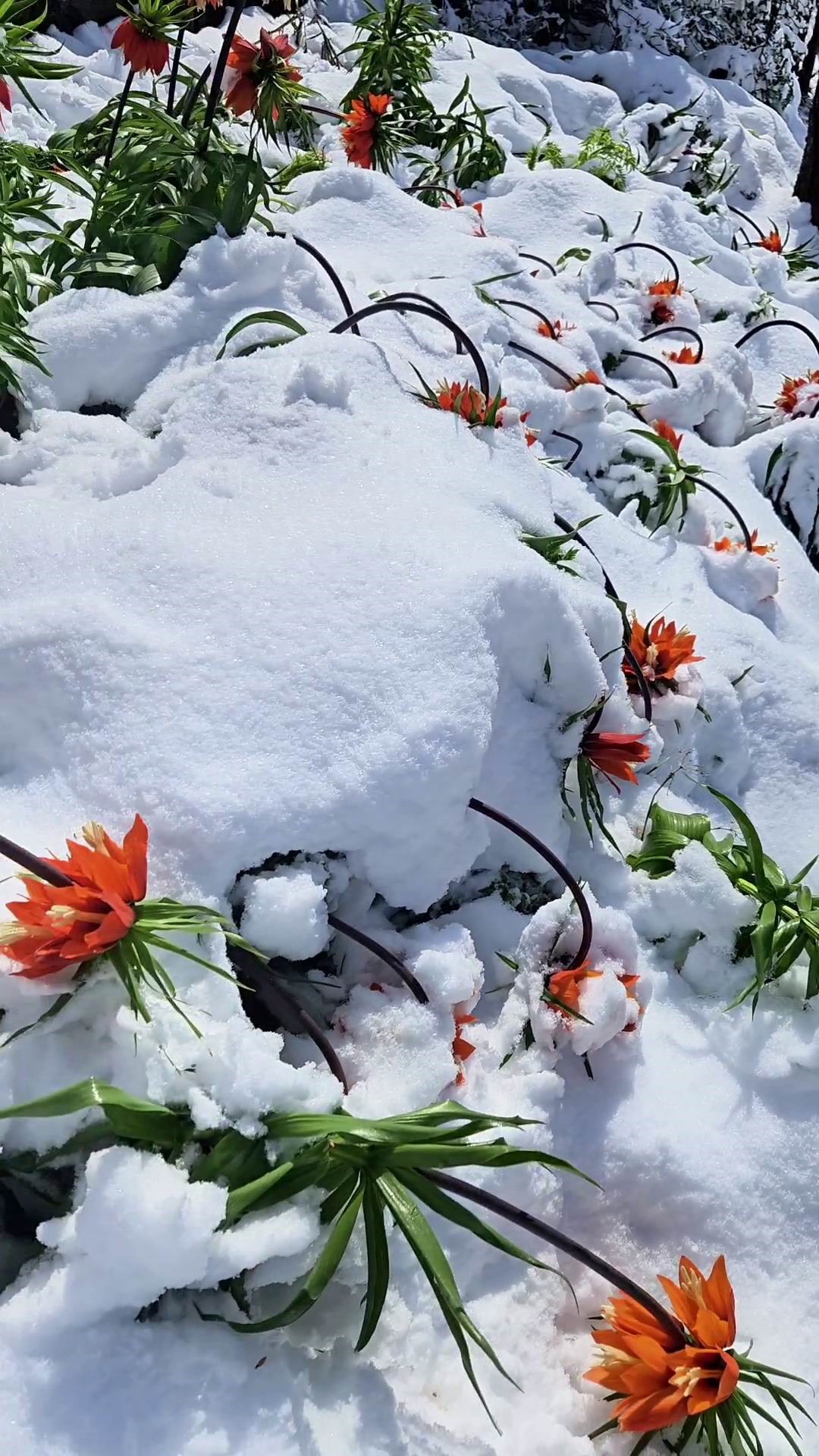 Ters lale kar altında da güzel