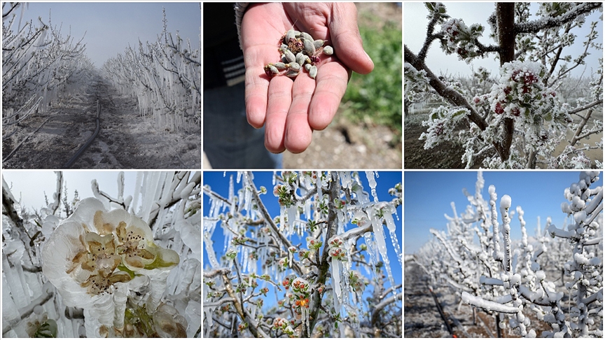 Zirai don 36 ilde etkili oldu