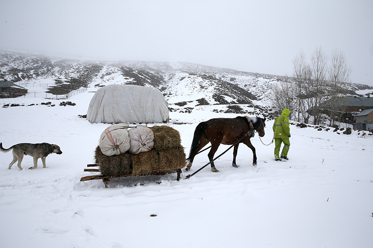 Kış geri geldi; koyun kuzular yeniden ağıla döndü