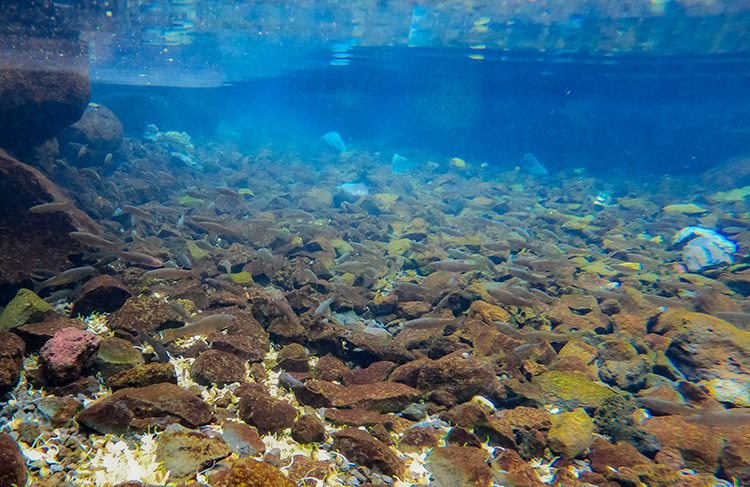 Karacadağ’ın  "doğal akvaryum"u