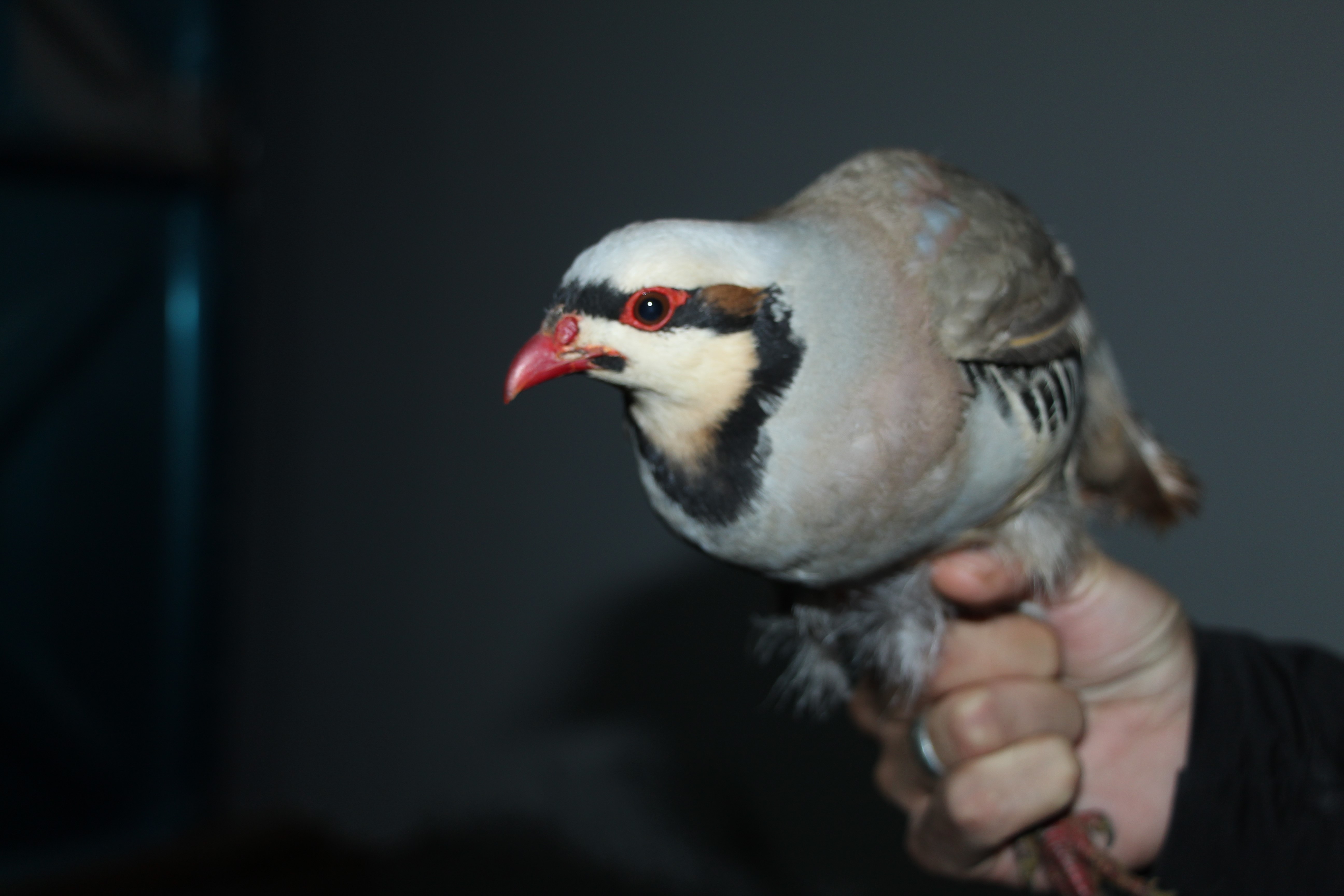 Kınalı keklik ticareti yapan şahsa 76 bin TL ceza kesildi