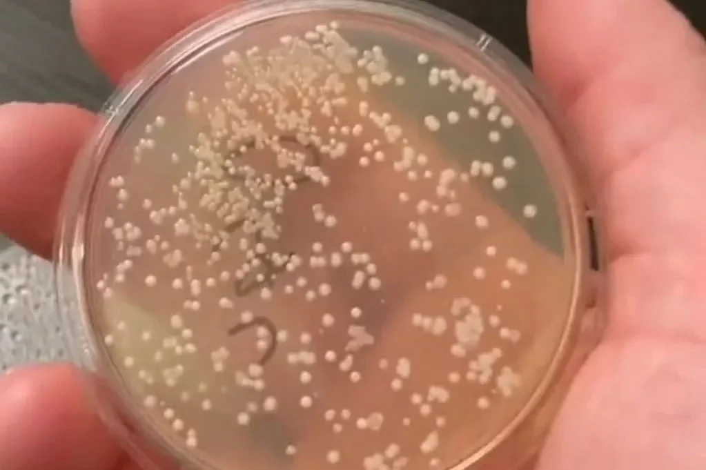 Yere düşen yiyeceklerde "5 saniye kuralı" efsanesi çürütüldü