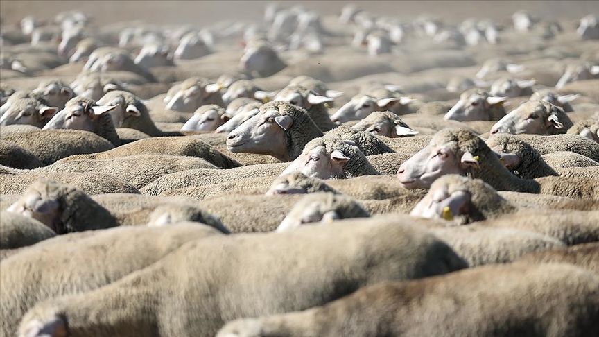 TİGEM küçükbaş hayvan satacak